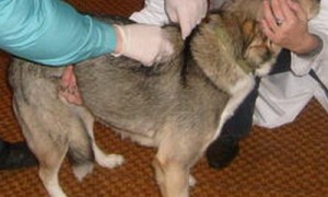 Бешенство у собак как лечить в домашних условиях Бешенство у собак как лечить в домашних условиях